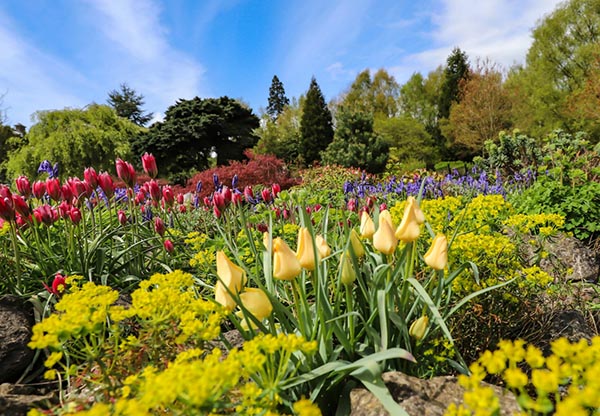 Flowers blooming at Emmetts Gardens