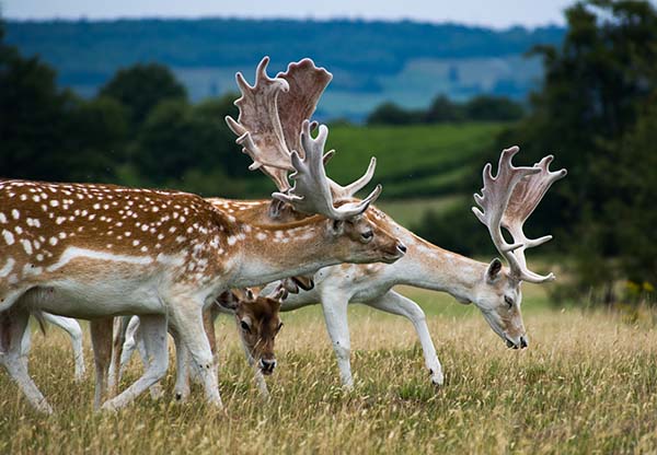 Deer grazing in the grounds of Knole Park