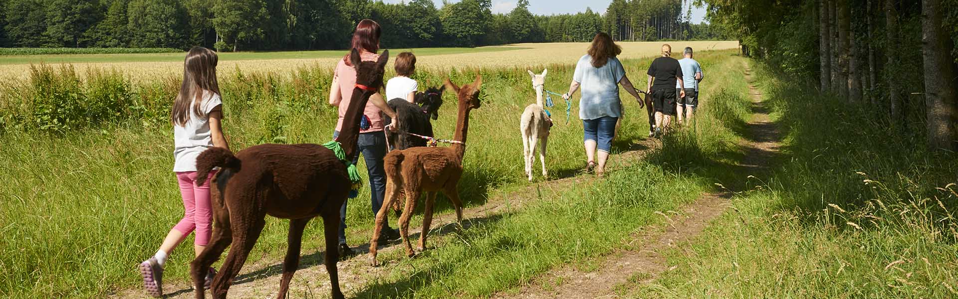 Walking in the countryside with Alpacas