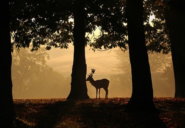 Picture of a deer in knole park