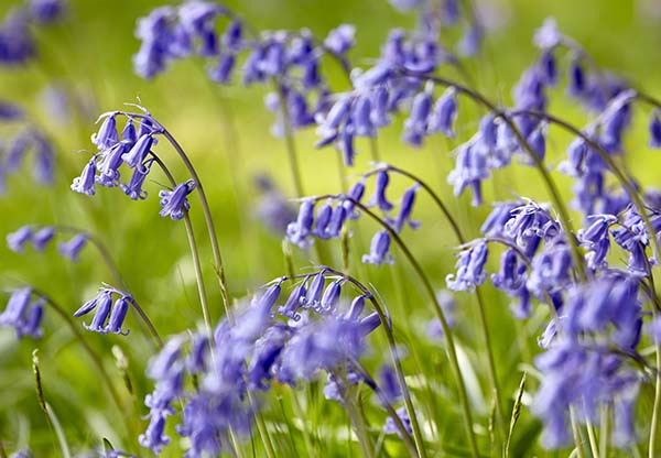 Bluebells