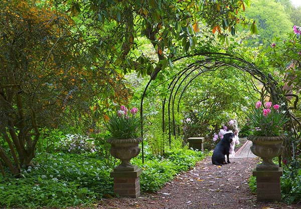 Garden walk at Riverhill Himalayan Gardens