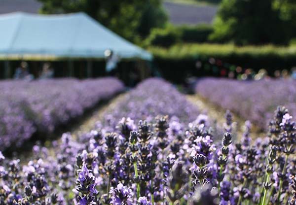 Lavender Fields Castle Farm