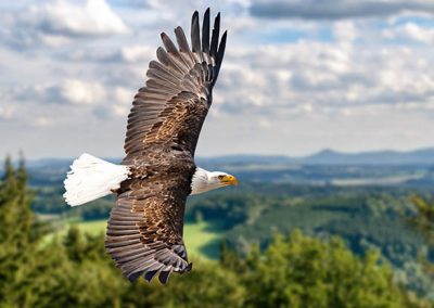 Eagle in flight