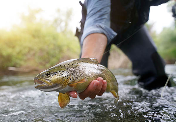Catching a brown trout in the river