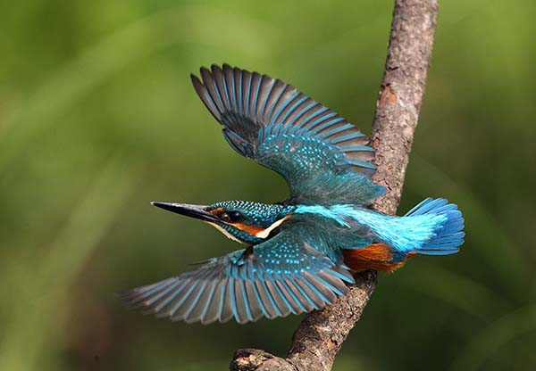 Kingfisher